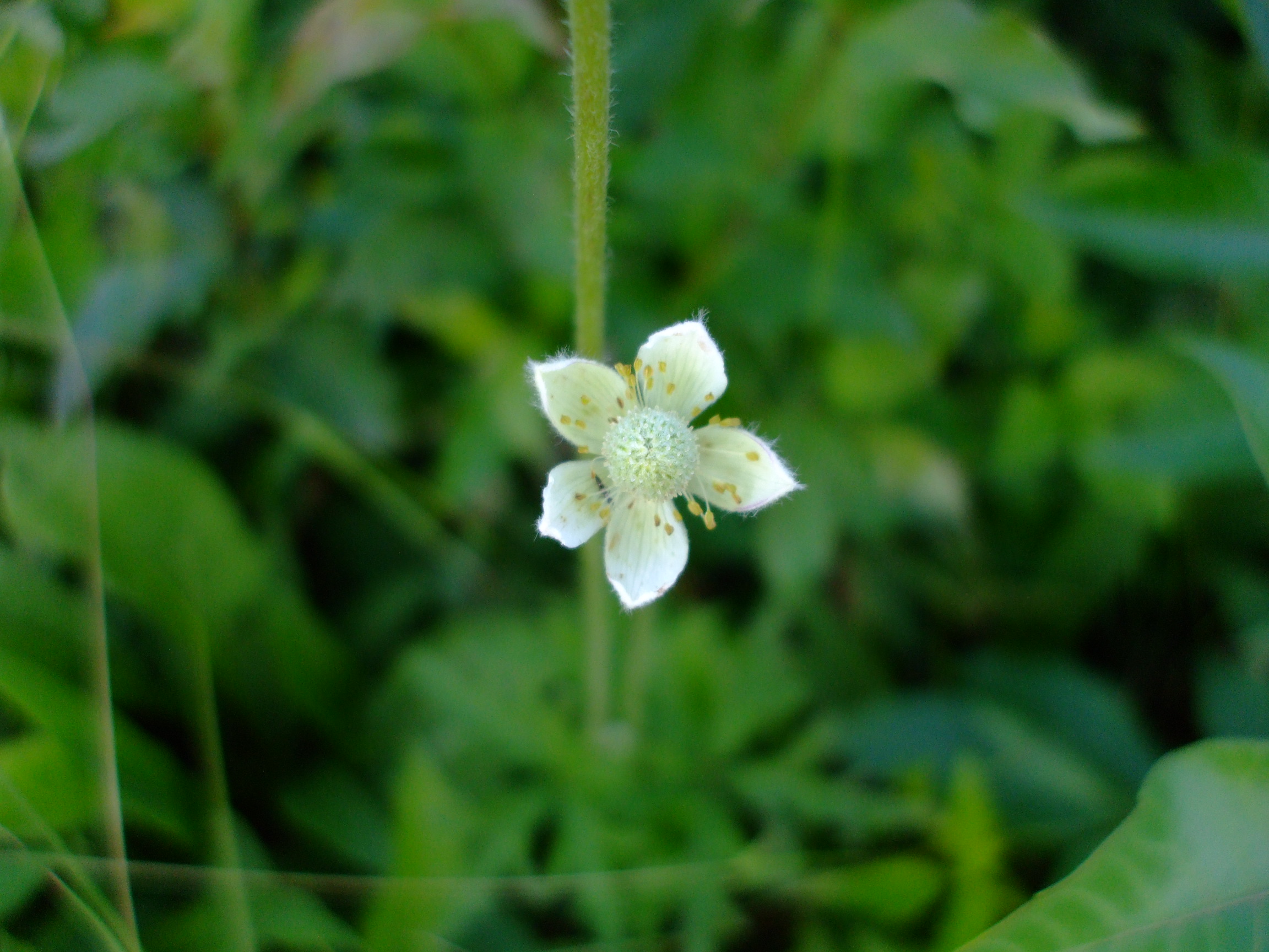 Anemone cylindrica